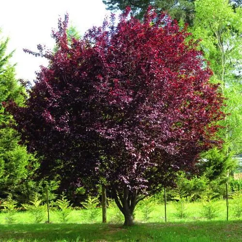 Слива НИГРА растопыреная   Слива НИГРА растопыреная  в Москве