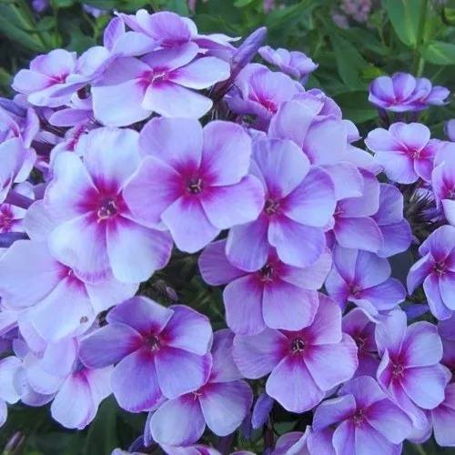 саженцы флокса саженцы флокса