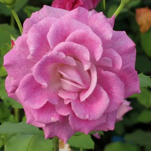 Саженцы роз ВИОЛЕТТА чайно-гибридная  Саженцы роз ВИОЛЕТТА чайно-гибридная в Москве