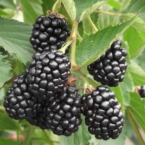 саженцы ежевики саженцы ежевики