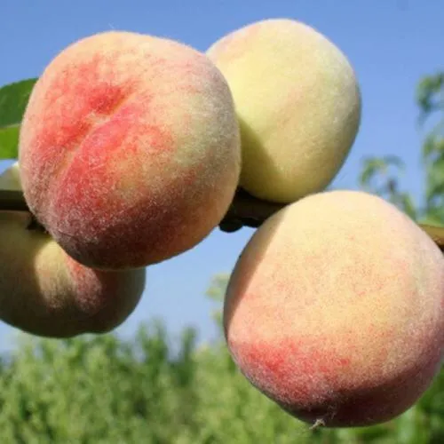 Персик ДОНЕЦКИЙ БЕЛЫЙ  Персик ДОНЕЦКИЙ БЕЛЫЙ в Москве