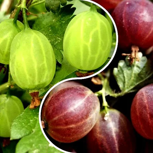 Комплект СКАЗКА в Москве