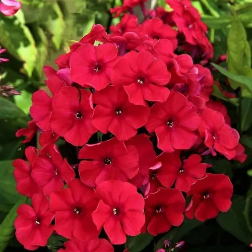 саженцы флокса саженцы флокса