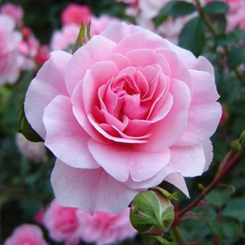 Саженцы роз БОНИКА флорибунда в Москве