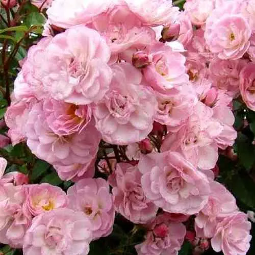 Саженцы роз ХЕВЕНЛИ ПИНК мускусная в Москве