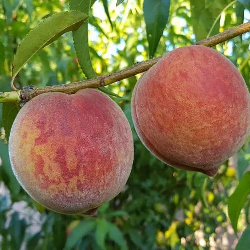 Персик КОНДОР  Персик КОНДОР в Москве