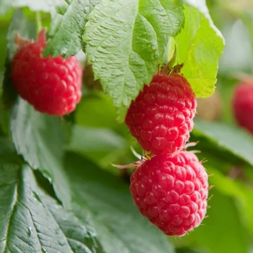 Малина МАРАВИЛЛА  Малина МАРАВИЛЛА в Москве