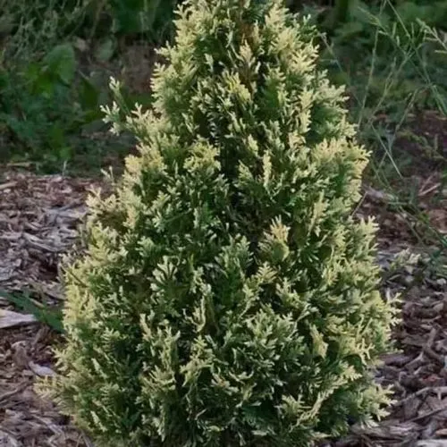 Туя БРАБАНТ ВАРИЕГАТТА западная  Туя БРАБАНТ ВАРИЕГАТТА западная в Москве