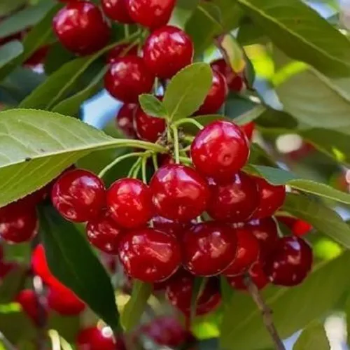 Вишня ГИРЛЯНДА  Вишня ГИРЛЯНДА в Москве