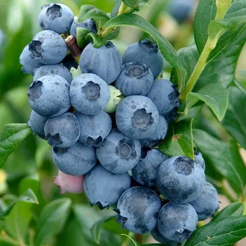 Голубика ХАРДИБЛЮ  Голубика ХАРДИБЛЮ в Москве