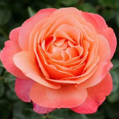 саженцы роз