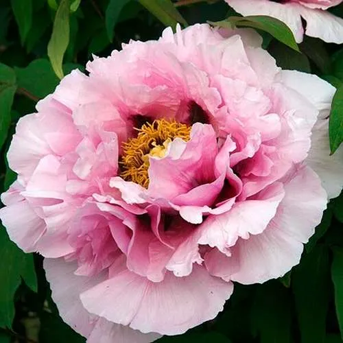 саженцы пиона саженцы пиона