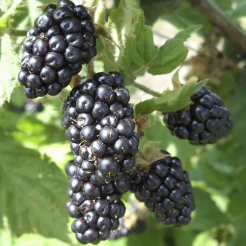 Ежемалина МАРИОН  Ежемалина МАРИОН в Москве