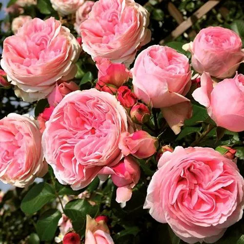 Саженцы роз ДЖАРДИНА плетистая в Москве