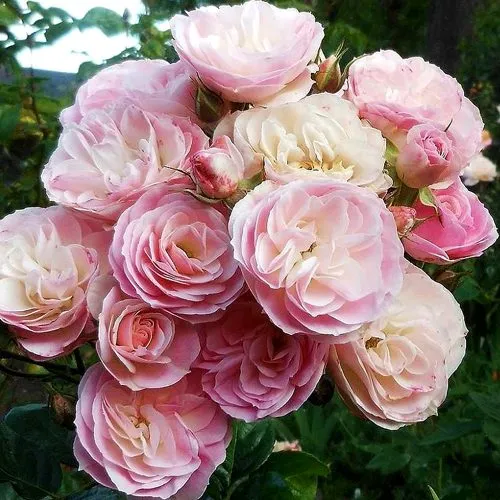 Саженцы роз БУКЕТ ПАРФЕ мускусная в Москве