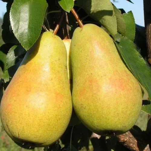 Груша ЧИЖОВСКАЯ  Груша ЧИЖОВСКАЯ в Москве