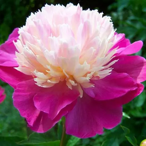 Пион ГЕЙ ПАРИ травянистый  Пион ГЕЙ ПАРИ травянистый в Москве
