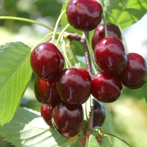 Черешня ОВСТУЖЕНКА  Черешня ОВСТУЖЕНКА в Москве