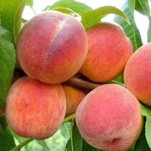 Персик ФЛЕМИНГ ФЬЮРИ  Персик ФЛЕМИНГ ФЬЮРИ в Москве