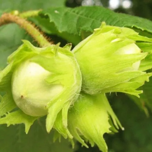 Фундук КАТАЛОНСКИЙ в Москве