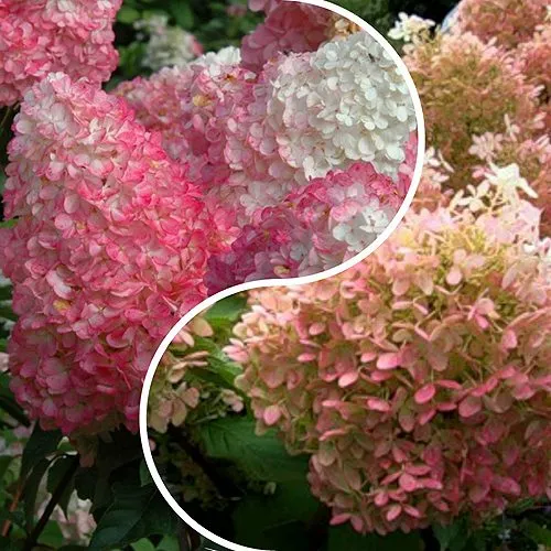 Комплект МАЛИНОВЫЙ ЗАКАТ в Москве