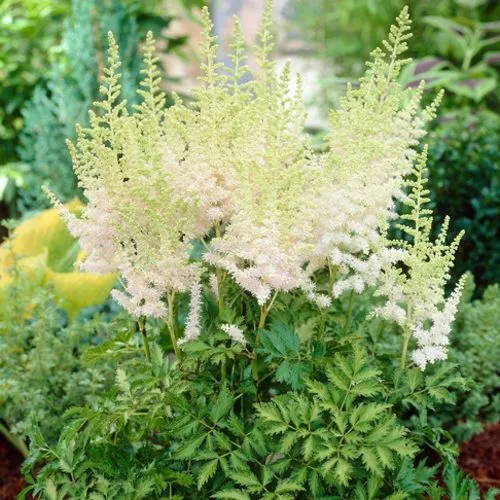 Астильба МИЛК ЭНД ХАНИ китайская  Астильба МИЛК ЭНД ХАНИ китайская в Москве