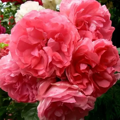 Саженцы роз РОЗЕУМ ЮТЕРСОН плетистая в Москве