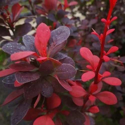 Барбарис РЕД ПИЛЛАР тунберга  Барбарис РЕД ПИЛЛАР тунберга в Москве