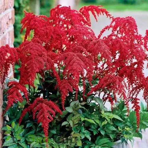 Астильба РЕД ЧАРМ Арендса  Астильба РЕД ЧАРМ Арендса в Москве