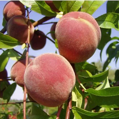 Персик ДНЕПРОВСКИЙ Персик ДНЕПРОВСКИЙ