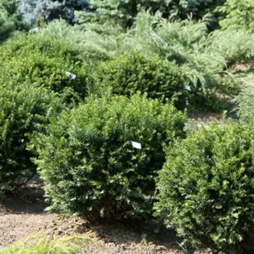 Тис НАНА остроконечный   Тис НАНА остроконечный  в Москве