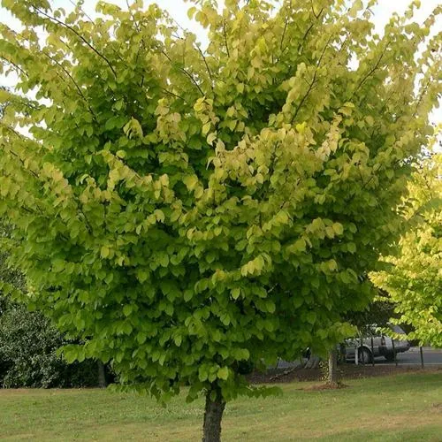 Вяз обыкновенный  Вяз обыкновенный в Москве
