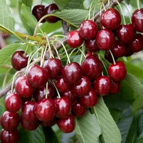 Черешня БИГ СТАР Черешня БИГ СТАР