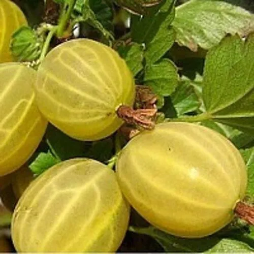 Крыжовник ЯРОВОЙ  Крыжовник ЯРОВОЙ в Москве