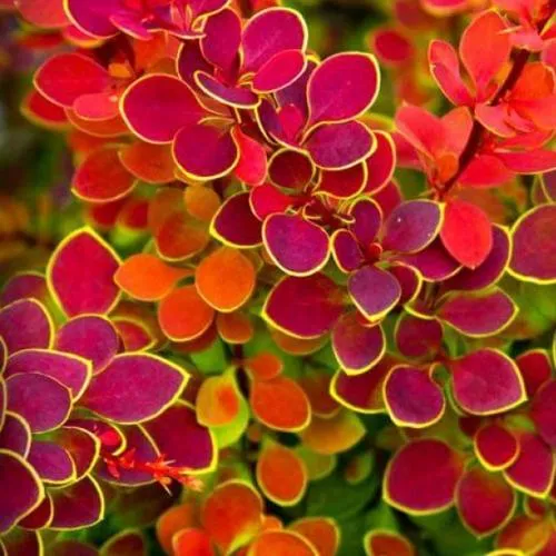 Барбарис ОРАНЖ САНРАЙЗ тунберга  Барбарис ОРАНЖ САНРАЙЗ тунберга в Москве