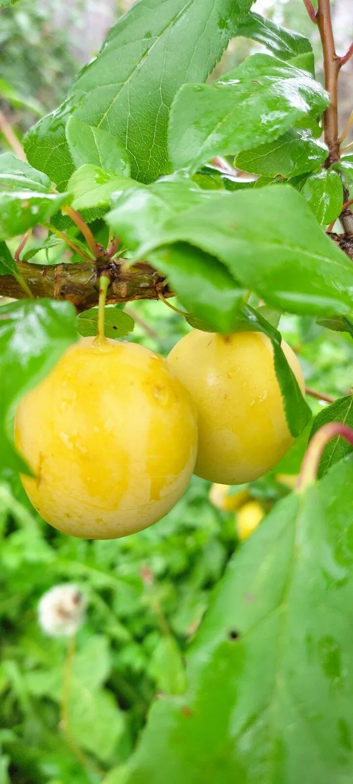 Слива Слива