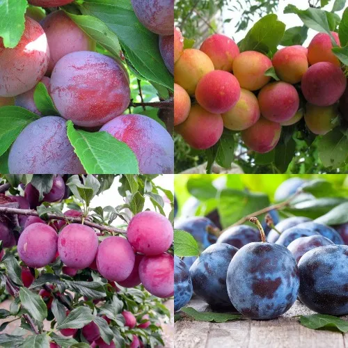 Комплект СЛИВОВЫЙ САД в Москве