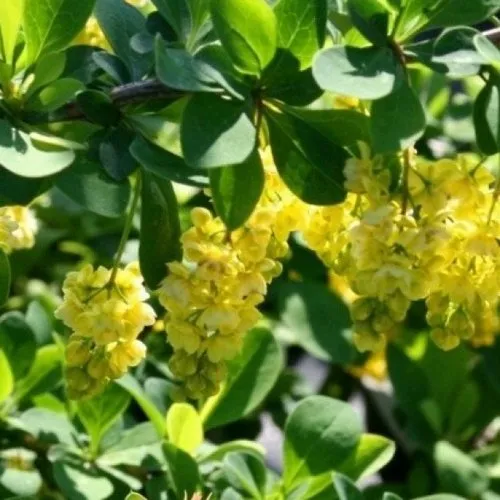 Барбарис ИНДИАН САММЕР   Барбарис ИНДИАН САММЕР  в Москве