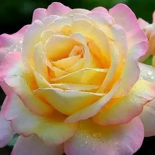 Саженцы роз ГЛОРИЯ ДЕЙ чайно-гибридная в Москве