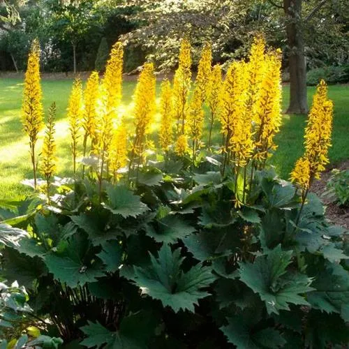 саженцы бузульника саженцы бузульника