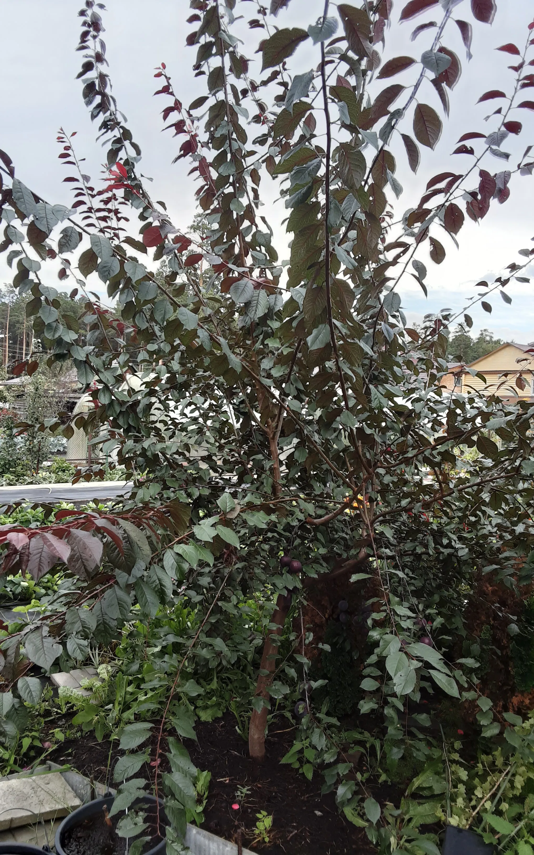 Елена Елена