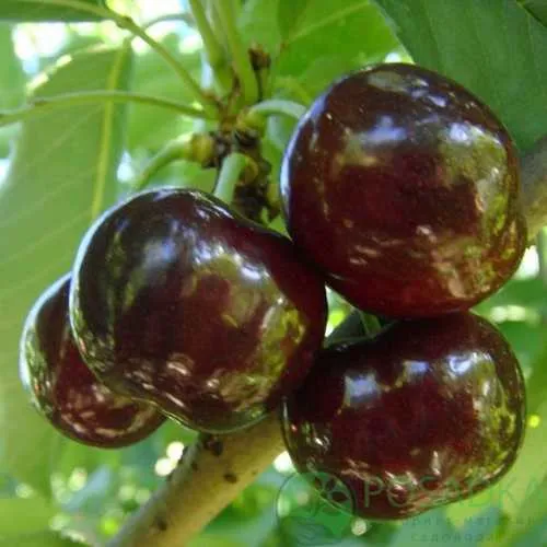 Черешня СВИТХАРТ  Черешня СВИТХАРТ в Москве