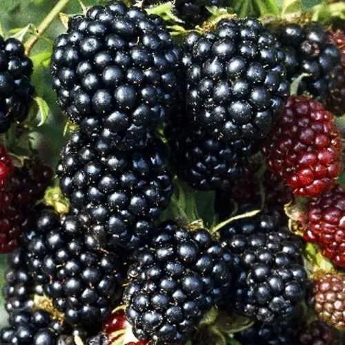 Ежевика ЭВЕРГРИН бесшипная  Ежевика ЭВЕРГРИН бесшипная в Москве