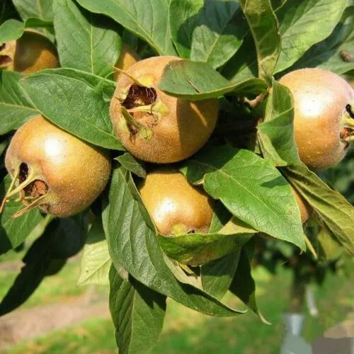 МУШМУЛА  в Москве