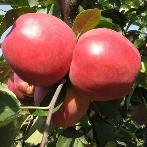 Яблоня ЗАСЛАВСКОЕ  Яблоня ЗАСЛАВСКОЕ в Москве