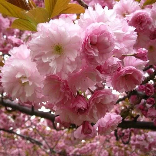 Вишня САКУРА Вишня САКУРА