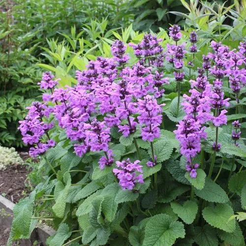 Буквица крупноцветковая  Буквица крупноцветковая в Москве