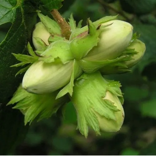 Фундук ТАМБОВСКИЙ ПОЗДНИЙ в Москве