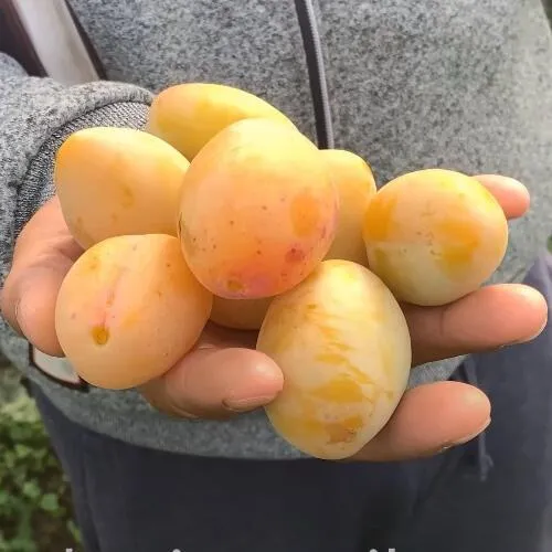 Слива ЯХОНТОВАЯ  Слива ЯХОНТОВАЯ в Москве