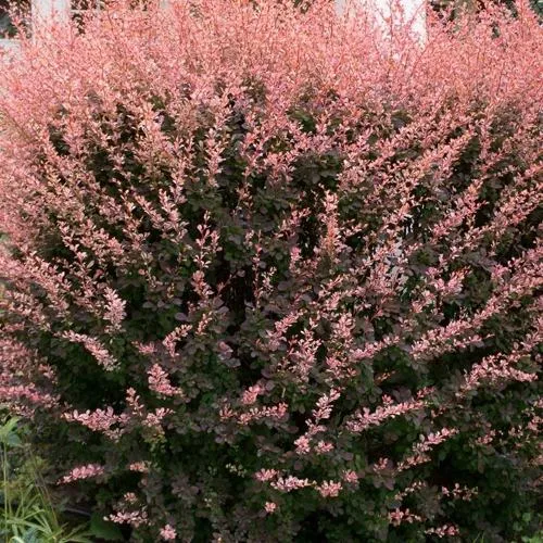 Барбарис РОУЗ ГЛОУ тунберга  Барбарис РОУЗ ГЛОУ тунберга в Москве